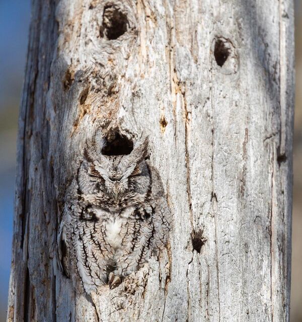 摄影师拍下了一只“隐身”的猫头鹰 - 俄罗斯卫星通讯社