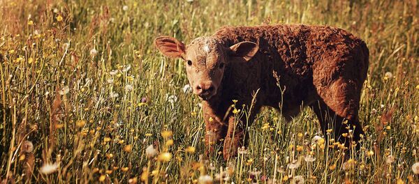 Рыжий теленок.  - 俄羅斯衛星通訊社