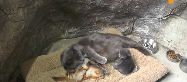 克里米亚一只猫收养小松鼠 - 俄罗斯卫星通讯社