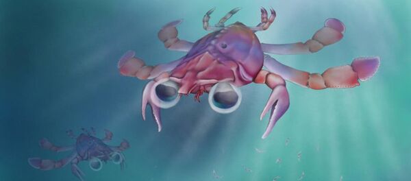 科學家們描述古代非同尋常的螃蟹 - 俄羅斯衛星通訊社