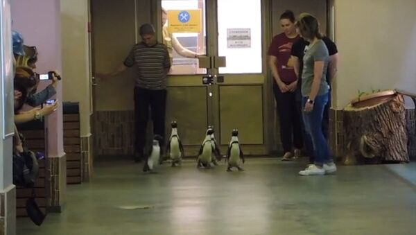 莫斯科动物园企鹅巡游 - 俄罗斯卫星通讯社