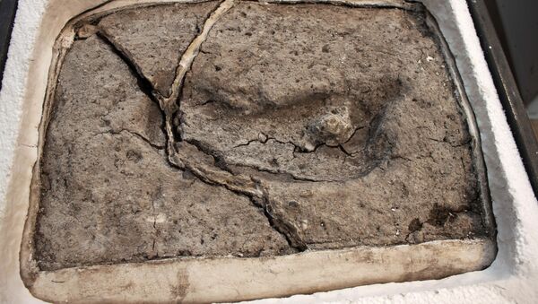 智利发现美洲最古老人类足迹 - 俄罗斯卫星通讯社