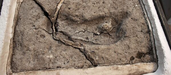 智利發現美洲最古老人類足跡 - 俄羅斯衛星通訊社