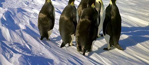 皇帝企鹅 - 俄罗斯卫星通讯社
