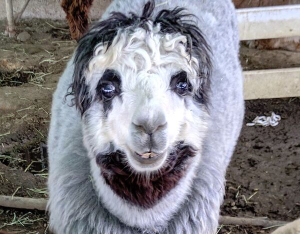 日本發現一頭可怕的人臉羊駝 - 俄羅斯衛星通訊社