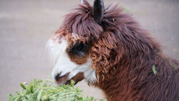 Альпака - 俄羅斯衛星通訊社