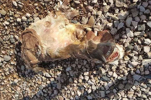 英國海灘現神秘生物遺骸 英國海灘現神秘生物遺骸 - 俄羅斯衛星通訊社