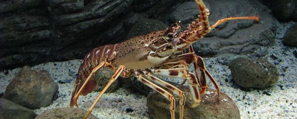 欧洲龙虾 - 俄罗斯卫星通讯社