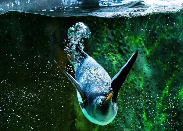 莫斯科動物園的企鵝。 - 俄羅斯衛星通訊社