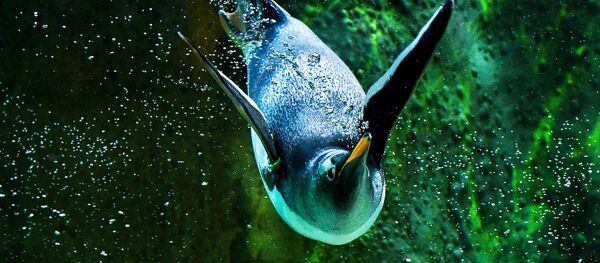 科學家：企鵝取代了恐龍 - 俄羅斯衛星通訊社