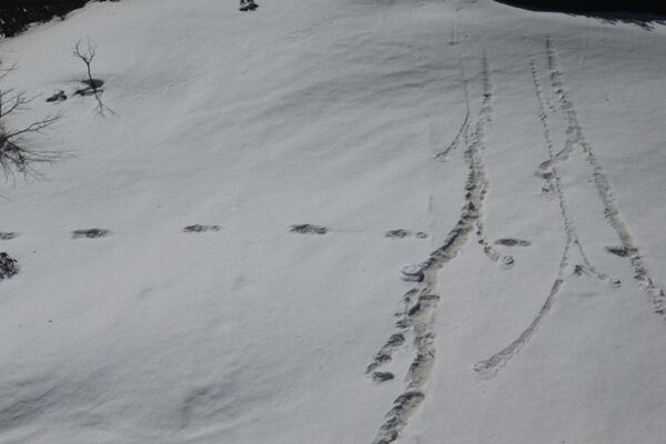 印度軍隊報告稱在喜馬拉雅山脈發現雪人蹤跡  - 俄羅斯衛星通訊社