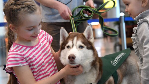 姑娘抱着狗狗 - 俄罗斯卫星通讯社
