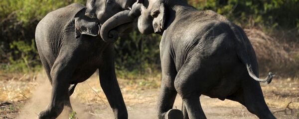 Дикие слоны играют в заповеднике в Шри-Ланке - 俄罗斯卫星通讯社