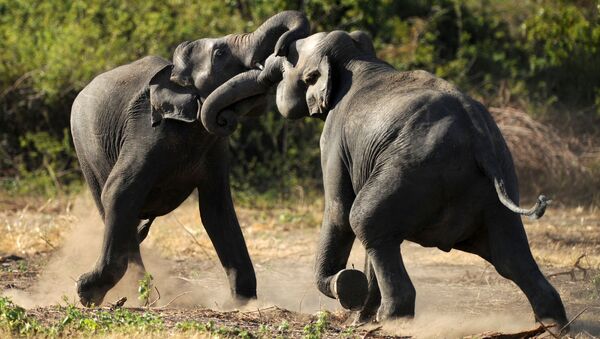 Дикие слоны играют в заповеднике в Шри-Ланке - 俄罗斯卫星通讯社