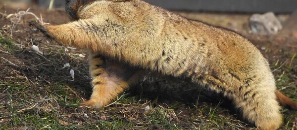 土拨鼠 - 俄罗斯卫星通讯社