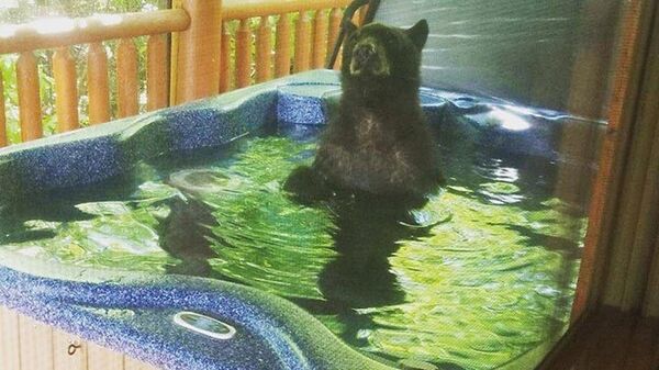 美國一隻熊搞泳池派對 - 俄羅斯衛星通訊社