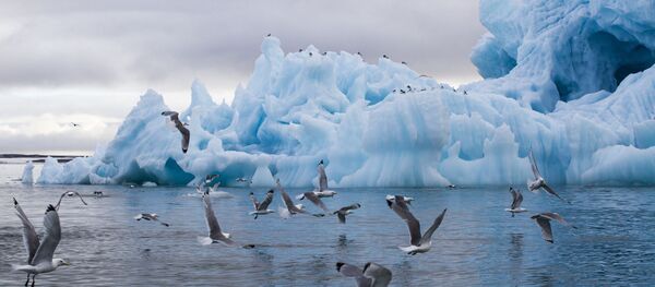 Национальный парк Русская Арктика - 俄罗斯卫星通讯社