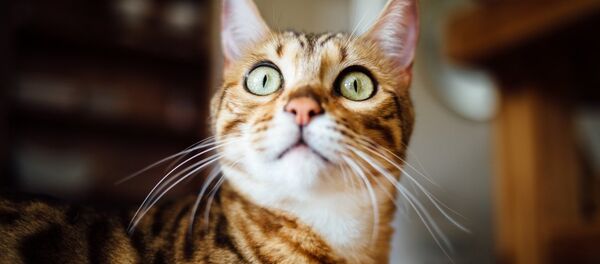 一名莫斯科男子把猫扔出窗外以报复姑娘 - 俄罗斯卫星通讯社