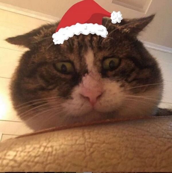 “Ah Fei”（小胖子）的中國貓  - 俄羅斯衛星通訊社