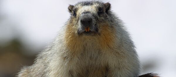 Сурок - 俄羅斯衛星通訊社