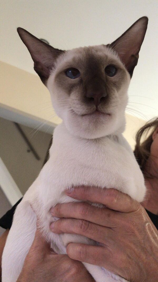 一隻吃掉蜜蜂的貓征服網絡用戶 - 俄羅斯衛星通訊社