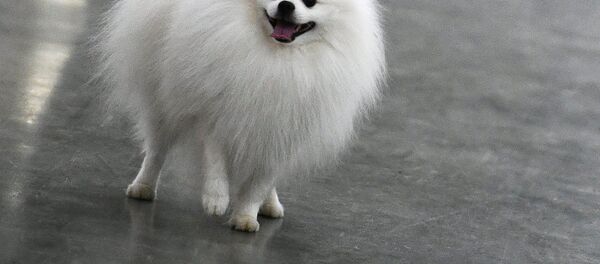 俄国家杜马正在研究强制性犬只登记草案 - 俄罗斯卫星通讯社