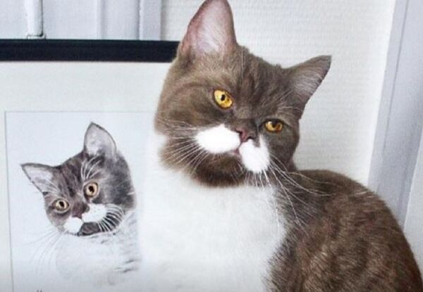 有着大侦探胡须的迷人猫咪刷爆社交网  - 俄罗斯卫星通讯社