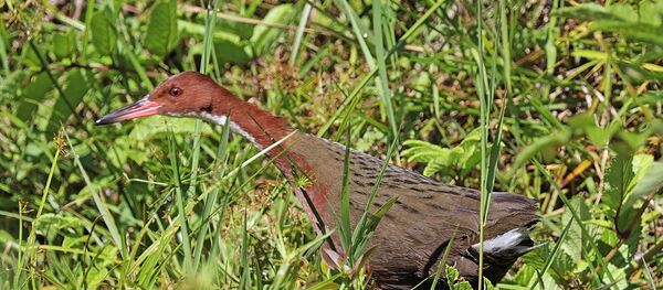 Dryolimnas cuvieri cuvieri - 俄罗斯卫星通讯社