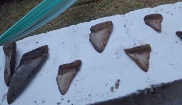 潜水员在湖底发现巨齿鲨巨牙 潜水员在湖底发现巨齿鲨巨牙 - 俄罗斯卫星通讯社