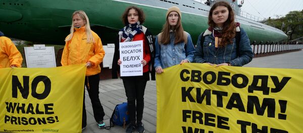 Пикет в защиту косаток и белух в бухте Средняя - 俄羅斯衛星通訊社