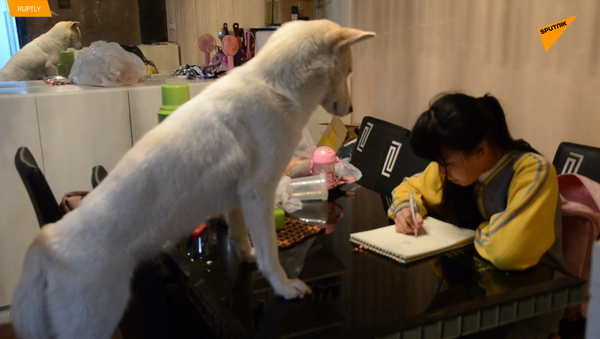 中國爸爸正在訓練一隻狗，好讓女兒做作業 - 俄羅斯衛星通訊社