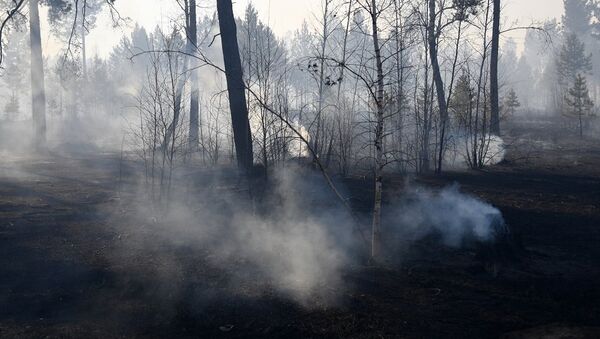 俄滨海边疆区与中朝接壤的自然公园发生大火 - 俄罗斯卫星通讯社