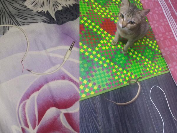 印尼貓咪弄斷主人耳機線 道歉方式樂壞網友 - 俄羅斯衛星通訊社