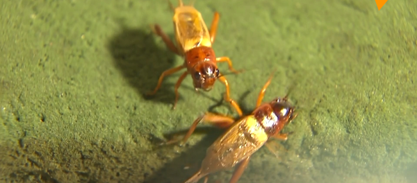 韩国开卖昆虫面包 - 俄罗斯卫星通讯社