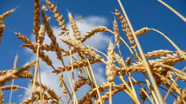 俄农业部：自6月29日起小麦出口关税将增至每吨146.1美元 - 俄罗斯卫星通讯社