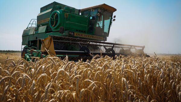 Уборка пшеницы в Краснодарском крае - 俄罗斯卫星通讯社
