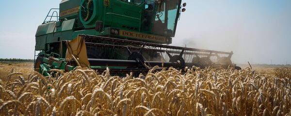 Уборка пшеницы в Краснодарском крае - 俄罗斯卫星通讯社