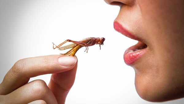 科學家揭示為何人們應當開始吃昆蟲 - 俄羅斯衛星通訊社