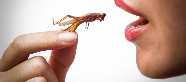 科学家揭示为何人们应当开始吃昆虫 - 俄罗斯卫星通讯社