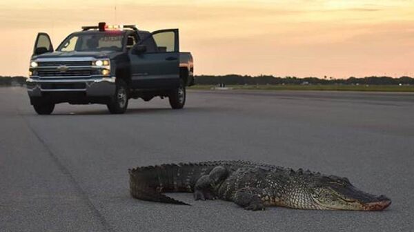 美國空軍基地驚現巨型鰐魚 - 俄羅斯衛星通訊社