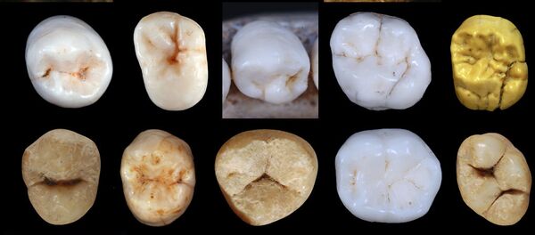 尼安德特人与现代人早在80万年前就已分化 - 俄罗斯卫星通讯社