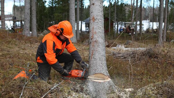 Лесоруб спиливает дерево при помощи бензопилы - 俄罗斯卫星通讯社