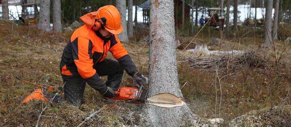Лесоруб спиливает дерево при помощи бензопилы Лесоруб спиливает дерево при помощи бензопилы - 俄羅斯衛星通訊社