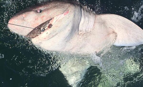 英国女子钓起半吨六鳃鲨 英国女子钓起半吨六鳃鲨 - 俄罗斯卫星通讯社