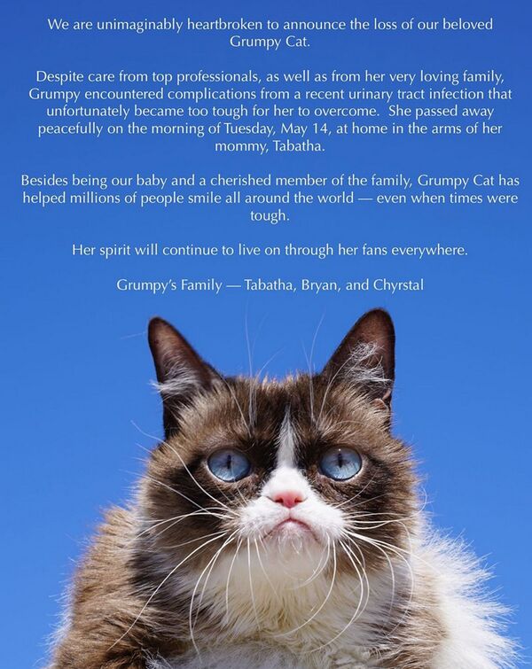 风靡网络的不爽猫去世 - 俄罗斯卫星通讯社