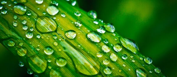 Капли воды на листе - 俄羅斯衛星通訊社