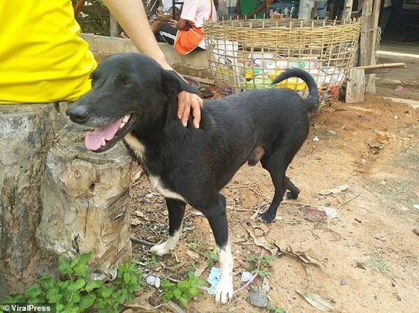 媒体称泰国一只狗救起一名被活埋的婴儿 - 俄罗斯卫星通讯社