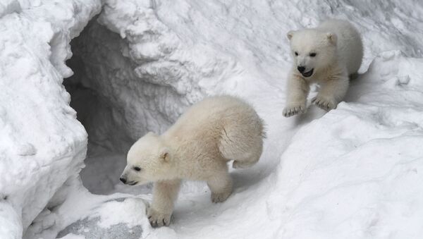 西伯利亞小北極熊人造雪玩嗨了（視頻） - 俄羅斯衛星通訊社