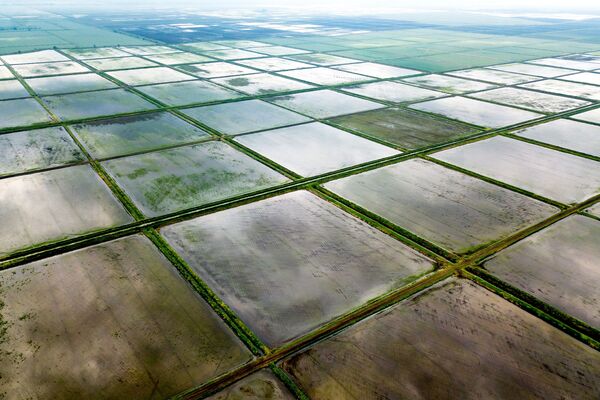 克拉斯诺达尔地区的水稻种植 - 俄罗斯卫星通讯社