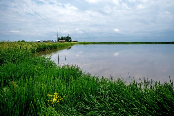 克拉斯諾達爾地區的水稻種植 - 俄羅斯衛星通訊社